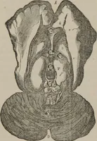 An illustration from The mysteries of human nature explained by a new system of nervous physiology : to which is added, a review of the errors of spiritualism, and instructions for developing or resisting the influence by which subjects and mediums are made (1857)
