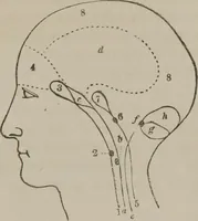 An illustration from The mysteries of human nature explained by a new system of nervous physiology : to which is added, a review of the errors of spiritualism, and instructions for developing or resisting the influence by which subjects and mediums are made (1857)