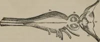 An illustration from The mysteries of human nature explained by a new system of nervous physiology : to which is added, a review of the errors of spiritualism, and instructions for developing or resisting the influence by which subjects and mediums are made (1857)