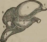 An illustration from The mysteries of human nature explained by a new system of nervous physiology : to which is added, a review of the errors of spiritualism, and instructions for developing or resisting the influence by which subjects and mediums are made (1857)
