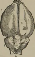 An illustration from The mysteries of human nature explained by a new system of nervous physiology : to which is added, a review of the errors of spiritualism, and instructions for developing or resisting the influence by which subjects and mediums are made (1857)