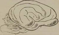 Picture 41 of 65 from The mysteries of human nature explained by a new system of nervous physiology : to which is added, a review of the errors of spiritualism, and instructions for developing or resisting the influence by which subjects and mediums are made (1857), leaf 148