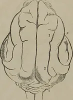 Picture 42 of 65 from The mysteries of human nature explained by a new system of nervous physiology : to which is added, a review of the errors of spiritualism, and instructions for developing or resisting the influence by which subjects and mediums are made (1857), leaf 149