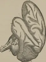 Picture 43 of 65 from The mysteries of human nature explained by a new system of nervous physiology : to which is added, a review of the errors of spiritualism, and instructions for developing or resisting the influence by which subjects and mediums are made (1857), leaf 150
