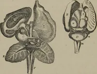 Picture 45 of 65 from The mysteries of human nature explained by a new system of nervous physiology : to which is added, a review of the errors of spiritualism, and instructions for developing or resisting the influence by which subjects and mediums are made (1857), leaf 171