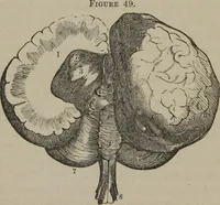 Picture 46 of 65 from The mysteries of human nature explained by a new system of nervous physiology : to which is added, a review of the errors of spiritualism, and instructions for developing or resisting the influence by which subjects and mediums are made (1857), leaf 175