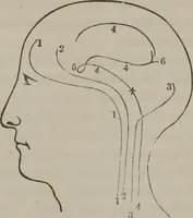 An illustration from The mysteries of human nature explained by a new system of nervous physiology : to which is added, a review of the errors of spiritualism, and instructions for developing or resisting the influence by which subjects and mediums are made (1857)