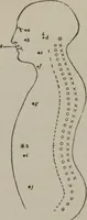 Picture 51 of 65 from The mysteries of human nature explained by a new system of nervous physiology : to which is added, a review of the errors of spiritualism, and instructions for developing or resisting the influence by which subjects and mediums are made (1857), leaf 201