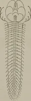 An illustration from The mysteries of human nature explained by a new system of nervous physiology : to which is added, a review of the errors of spiritualism, and instructions for developing or resisting the influence by which subjects and mediums are made (1857)