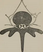 Picture 53 of 65 from The mysteries of human nature explained by a new system of nervous physiology : to which is added, a review of the errors of spiritualism, and instructions for developing or resisting the influence by which subjects and mediums are made (1857), leaf 206