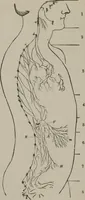 An illustration from The mysteries of human nature explained by a new system of nervous physiology : to which is added, a review of the errors of spiritualism, and instructions for developing or resisting the influence by which subjects and mediums are made (1857)