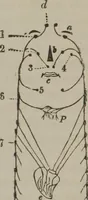 Picture 55 of 65 from The mysteries of human nature explained by a new system of nervous physiology : to which is added, a review of the errors of spiritualism, and instructions for developing or resisting the influence by which subjects and mediums are made (1857), leaf 219