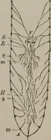 An illustration from The mysteries of human nature explained by a new system of nervous physiology : to which is added, a review of the errors of spiritualism, and instructions for developing or resisting the influence by which subjects and mediums are made (1857)