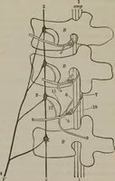 Picture 57 of 65 from The mysteries of human nature explained by a new system of nervous physiology : to which is added, a review of the errors of spiritualism, and instructions for developing or resisting the influence by which subjects and mediums are made (1857), leaf 247