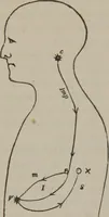 An illustration from The mysteries of human nature explained by a new system of nervous physiology : to which is added, a review of the errors of spiritualism, and instructions for developing or resisting the influence by which subjects and mediums are made (1857)