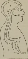 An illustration from The mysteries of human nature explained by a new system of nervous physiology : to which is added, a review of the errors of spiritualism, and instructions for developing or resisting the influence by which subjects and mediums are made (1857)