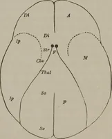 An illustration from The mysteries of human nature explained by a new system of nervous physiology : to which is added, a review of the errors of spiritualism, and instructions for developing or resisting the influence by which subjects and mediums are made (1857)