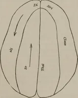 Picture 62 of 65 from The mysteries of human nature explained by a new system of nervous physiology : to which is added, a review of the errors of spiritualism, and instructions for developing or resisting the influence by which subjects and mediums are made (1857), leaf 276