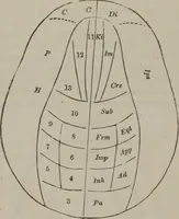 An illustration from The mysteries of human nature explained by a new system of nervous physiology : to which is added, a review of the errors of spiritualism, and instructions for developing or resisting the influence by which subjects and mediums are made (1857)