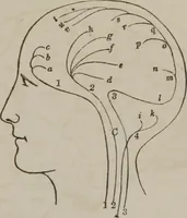 An illustration from The mysteries of human nature explained by a new system of nervous physiology : to which is added, a review of the errors of spiritualism, and instructions for developing or resisting the influence by which subjects and mediums are made (1857)