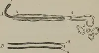 An illustration from The mysteries of human nature explained by a new system of nervous physiology : to which is added, a review of the errors of spiritualism, and instructions for developing or resisting the influence by which subjects and mediums are made (1857)