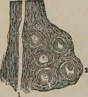 Picture 3 of 65 from The mysteries of human nature explained by a new system of nervous physiology : to which is added, a review of the errors of spiritualism, and instructions for developing or resisting the influence by which subjects and mediums are made (1857), leaf 49