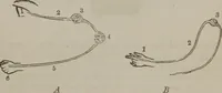 An illustration from The mysteries of human nature explained by a new system of nervous physiology : to which is added, a review of the errors of spiritualism, and instructions for developing or resisting the influence by which subjects and mediums are made (1857)