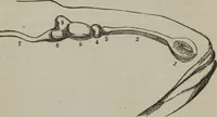 Picture 6 of 65 from The mysteries of human nature explained by a new system of nervous physiology : to which is added, a review of the errors of spiritualism, and instructions for developing or resisting the influence by which subjects and mediums are made (1857), leaf 53