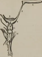 An illustration from The mysteries of human nature explained by a new system of nervous physiology : to which is added, a review of the errors of spiritualism, and instructions for developing or resisting the influence by which subjects and mediums are made (1857)