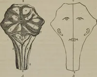 An illustration from The mysteries of human nature explained by a new system of nervous physiology : to which is added, a review of the errors of spiritualism, and instructions for developing or resisting the influence by which subjects and mediums are made (1857)