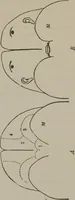 An illustration from The mysteries of human nature explained by a new system of nervous physiology : to which is added, a review of the errors of spiritualism, and instructions for developing or resisting the influence by which subjects and mediums are made (1857)