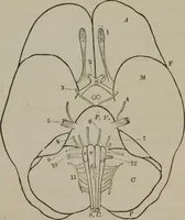 An illustration from The mysteries of human nature explained by a new system of nervous physiology : to which is added, a review of the errors of spiritualism, and instructions for developing or resisting the influence by which subjects and mediums are made (1857)