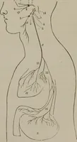 An illustration from The mysteries of human nature explained by a new system of nervous physiology : to which is added, a review of the errors of spiritualism, and instructions for developing or resisting the influence by which subjects and mediums are made (1857)