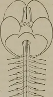 An illustration from The mysteries of human nature explained by a new system of nervous physiology : to which is added, a review of the errors of spiritualism, and instructions for developing or resisting the influence by which subjects and mediums are made (1857)