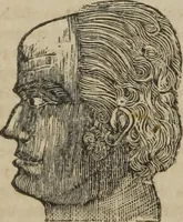 An illustration from A guide to phrenology : designed to illustrate the science of the human mind as manifested through the brain : embracing the fundamental principles of phrenology : its utility to parents and teachers in developing and educating the mental faculties of the rising generation, and of self improvement : together with the adaptation of each of the organs and a phrenological chart, in seven degrees of development with numerous combinations (1842)