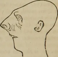 An illustration from A guide to phrenology : designed to illustrate the science of the human mind as manifested through the brain : embracing the fundamental principles of phrenology : its utility to parents and teachers in developing and educating the mental faculties of the rising generation, and of self improvement : together with the adaptation of each of the organs and a phrenological chart, in seven degrees of development with numerous combinations (1842)