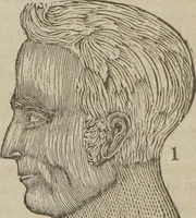An illustration from A guide to phrenology : designed to illustrate the science of the human mind as manifested through the brain : embracing the fundamental principles of phrenology : its utility to parents and teachers in developing and educating the mental faculties of the rising generation, and of self improvement : together with the adaptation of each of the organs and a phrenological chart, in seven degrees of development with numerous combinations (1842)