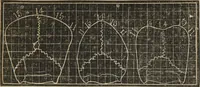 An illustration from A guide to phrenology : designed to illustrate the science of the human mind as manifested through the brain : embracing the fundamental principles of phrenology : its utility to parents and teachers in developing and educating the mental faculties of the rising generation, and of self improvement : together with the adaptation of each of the organs and a phrenological chart, in seven degrees of development with numerous combinations (1842)