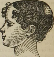 An illustration from The illustrated self-instructor in phrenology and physiology : with over one hundred engravings : together with the chart and character of ... as marked by ... (1859)