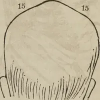 An illustration from The illustrated self-instructor in phrenology and physiology : with over one hundred engravings : together with the chart and character of ... as marked by ... (1859)