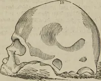 An illustration from The illustrated self-instructor in phrenology and physiology : with over one hundred engravings : together with the chart and character of ... as marked by ... (1859)