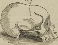 An illustration from The illustrated self-instructor in phrenology and physiology : with over one hundred engravings : together with the chart and character of ... as marked by ... (1859)