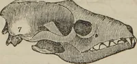 An illustration from The illustrated self-instructor in phrenology and physiology : with over one hundred engravings : together with the chart and character of ... as marked by ... (1859)