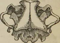 An illustration from The illustrated self-instructor in phrenology and physiology : with over one hundred engravings : together with the chart and character of ... as marked by ... (1859)