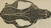 Picture 19 of 74 from The illustrated self-instructor in phrenology and physiology : with over one hundred engravings : together with the chart and character of ... as marked by ... (1859), leaf 66