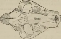 An illustration from The illustrated self-instructor in phrenology and physiology : with over one hundred engravings : together with the chart and character of ... as marked by ... (1859)