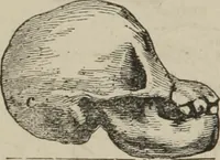 An illustration from The illustrated self-instructor in phrenology and physiology : with over one hundred engravings : together with the chart and character of ... as marked by ... (1859)