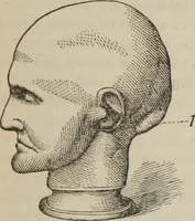 An illustration from The illustrated self-instructor in phrenology and physiology : with over one hundred engravings : together with the chart and character of ... as marked by ... (1859)