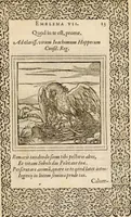 An illustration from Hadriani Iunii medici Emblemata, ad D. Arnoldum Cobelium [electronic resource]: eiusdem Aenigmatum libellus, ad D. Arnoldum Rosenbergum (1565)