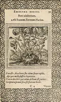 An illustration from Hadriani Iunii medici Emblemata, ad D. Arnoldum Cobelium [electronic resource]: eiusdem Aenigmatum libellus, ad D. Arnoldum Rosenbergum (1565)